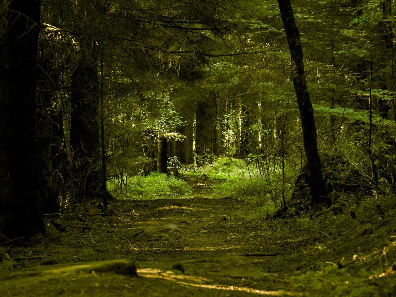 Zielone lasy Schwarzwaldu